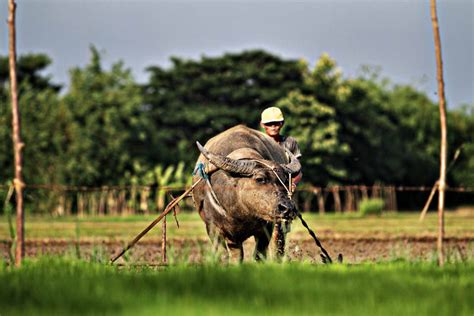  ¡Quebrando Barreras: Una Sinfonía de Conocimiento Agrícola Filipino!